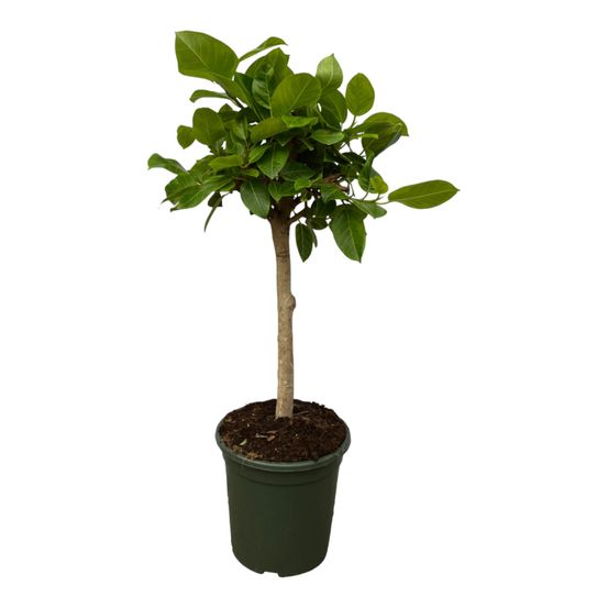 Ficus altissimo variegata - plantes d'intérieur