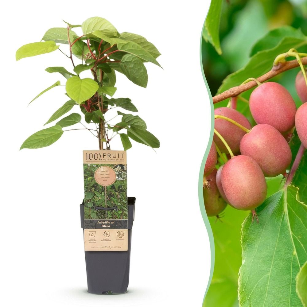 Kiwi 'weiki' - pot 15 cm - hauteur 50 cm