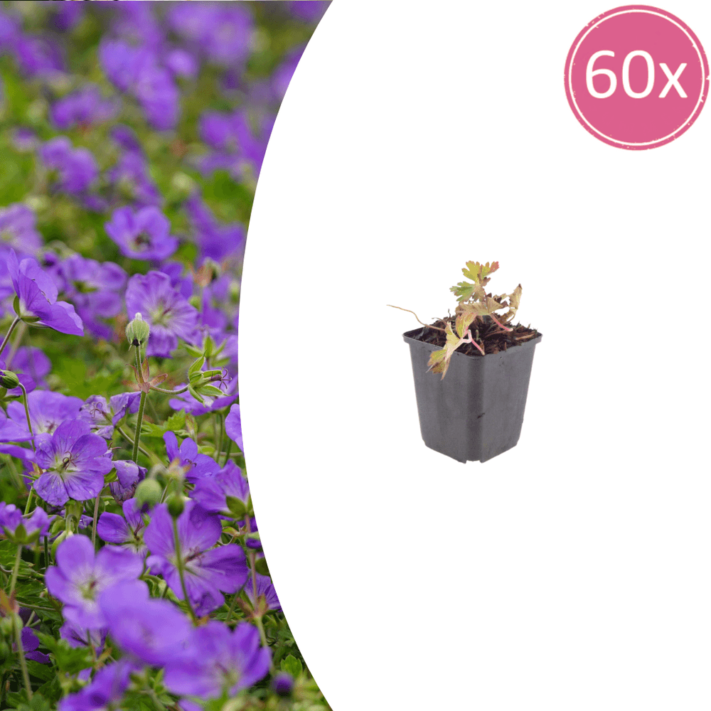Géranium azur (geranium) 'azure rush' - 60
