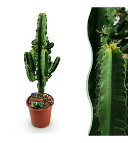 Euphorbe eritrea – lot de 1 – pot 17 cm – hauteur 60 cm
