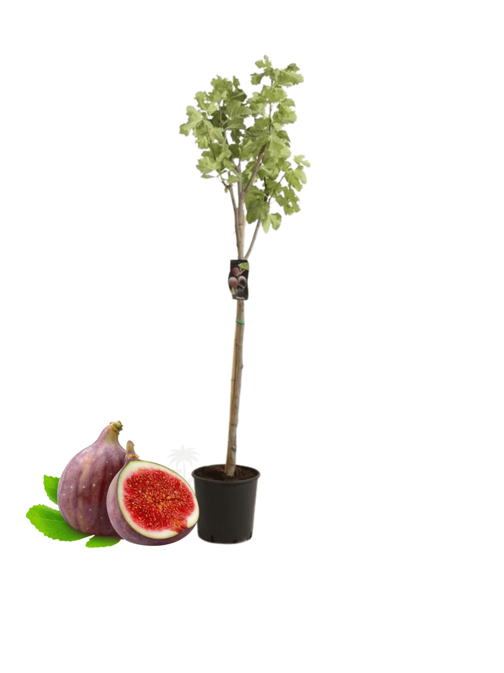 Figuier carica pot 3l 70-110 cm