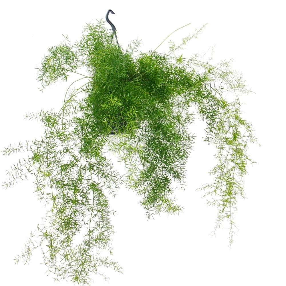 Asparagus densiflorus sprengeri - asperges ornementales dans un pot suspendu