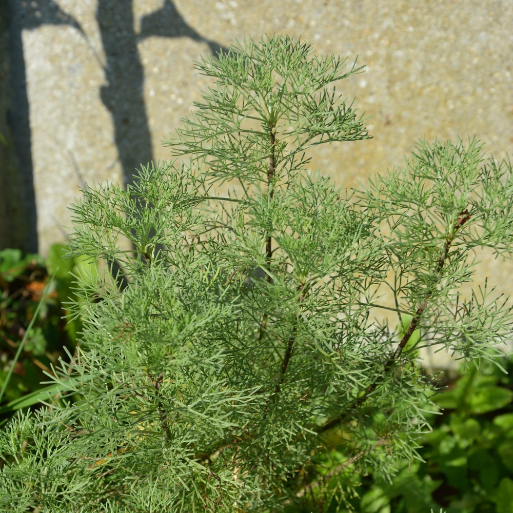 Plante cola - le pot / ø 9cm