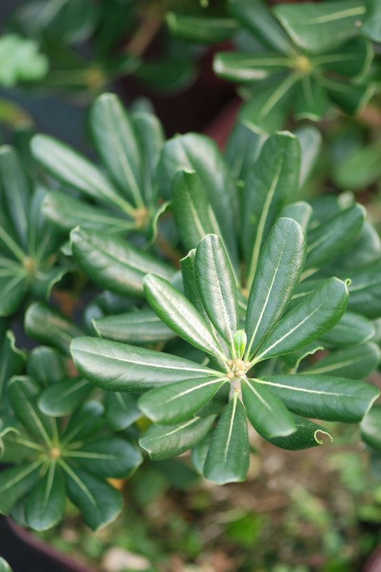 Pittosporum du japon - en pot de 3 litres