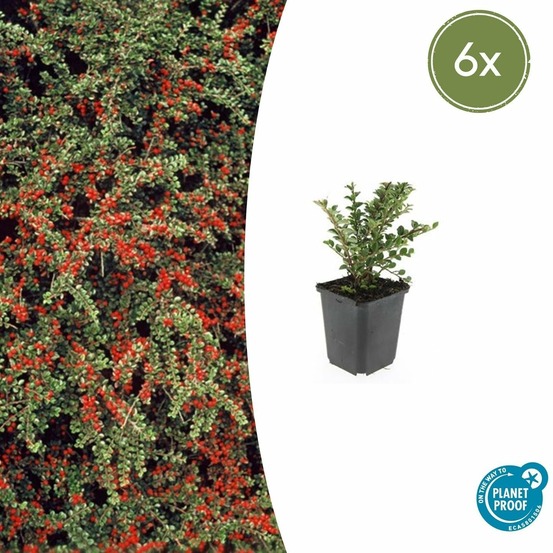 Cotonéaster horizontal x6 – entre 0,38 et 0,5m2