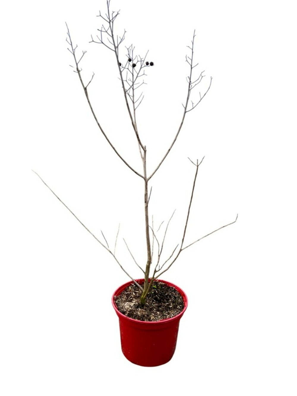 Lagestroemia ind. 'plum magic' - pot 4 l