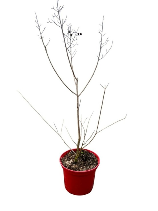 Lagestroemia ind. 'plum magic' - pot 4 l