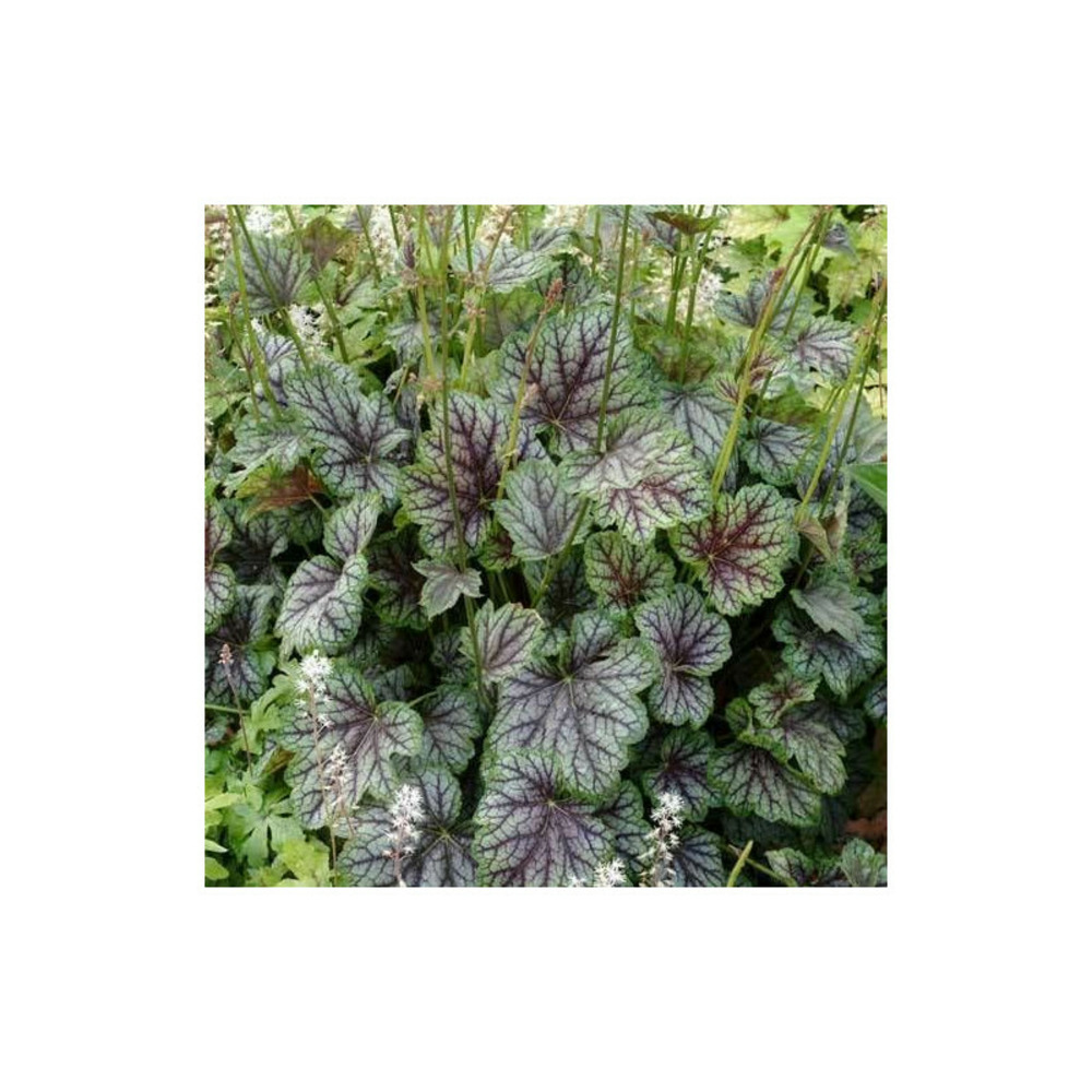 Heuchere green spice/[-]lot de 3 godets