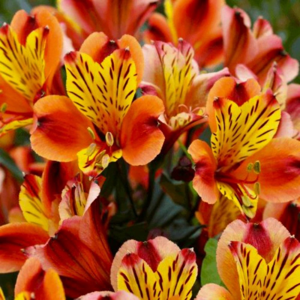 3 lys des incas 'aubance'