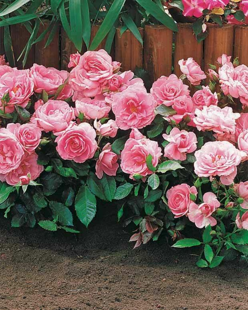 15 mini-rosiers randilla roses, le paquet de 15 racines nues / 3 branches