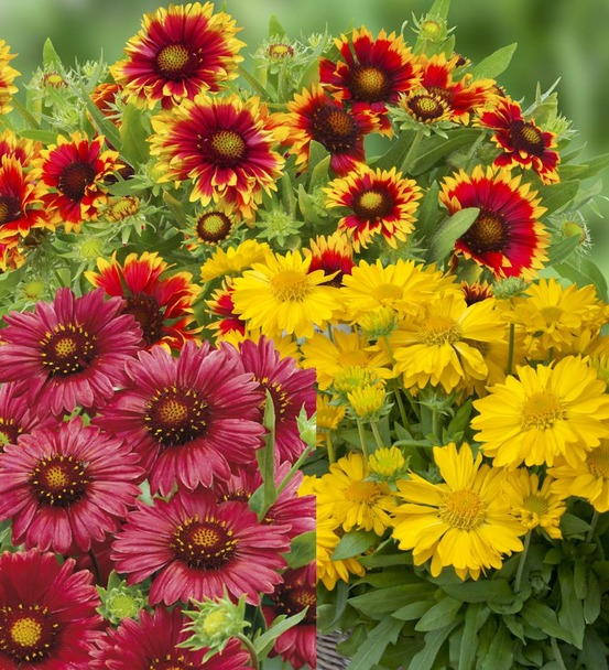 Offre gaillarde plante vivace - 6 godets