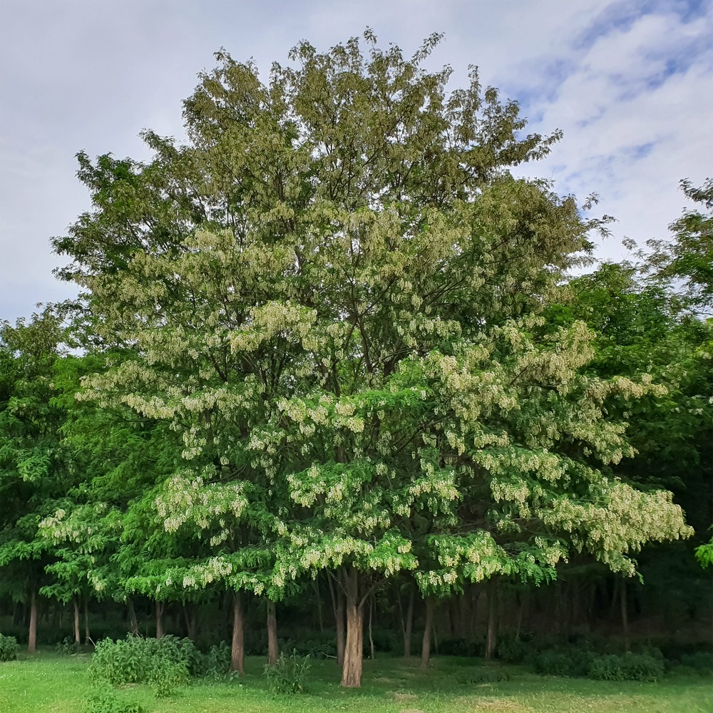 Robinier - faux-acacia - le pot / 2l / hauteur livrée 60-80cm