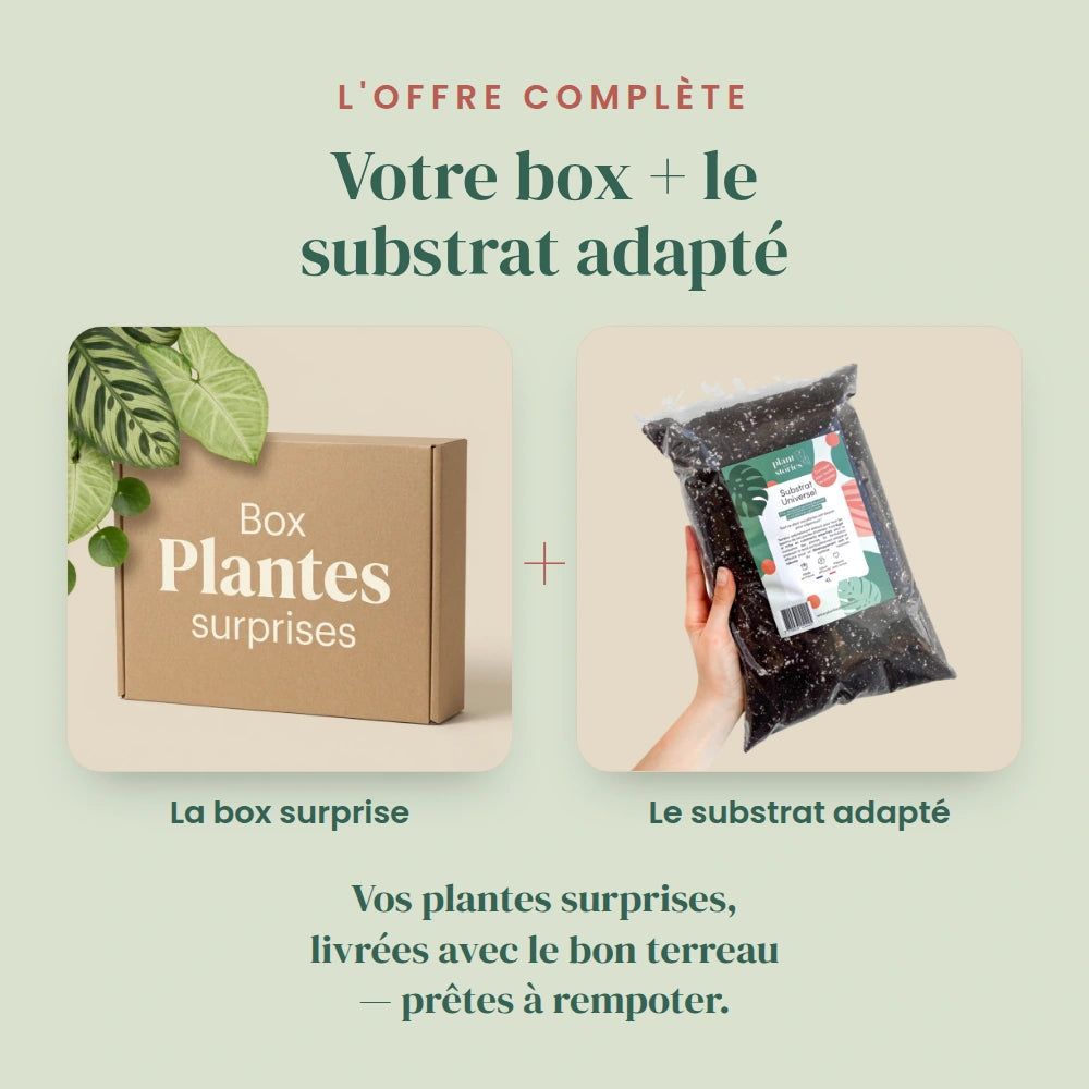 Box plantes mystères - pack plantes surprises - lot plantes d'intérieur surprises - 9 plantes surprises - plantes d'intérieur