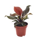 Plante d'intérieur - philodendron imperial red 25.0cm