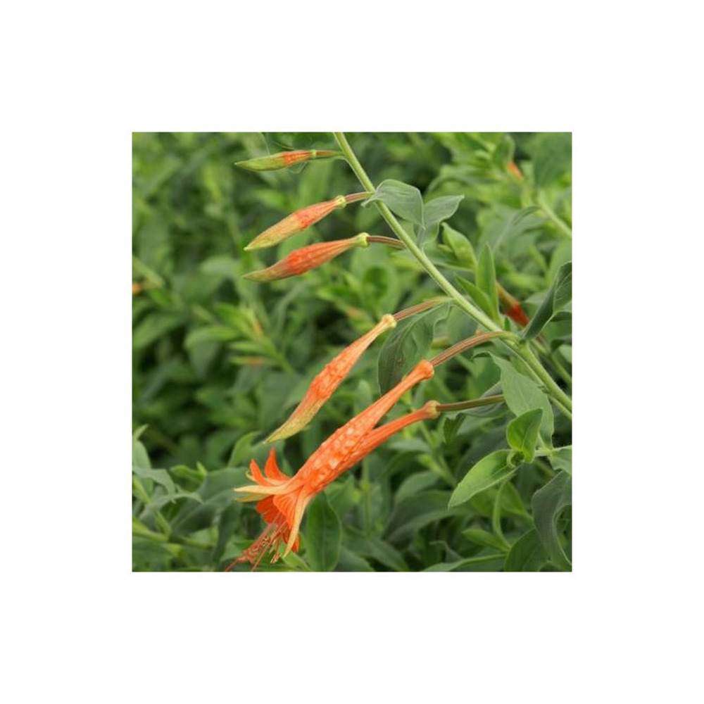 Fuchsia de californie latifolia lot de 9 godets