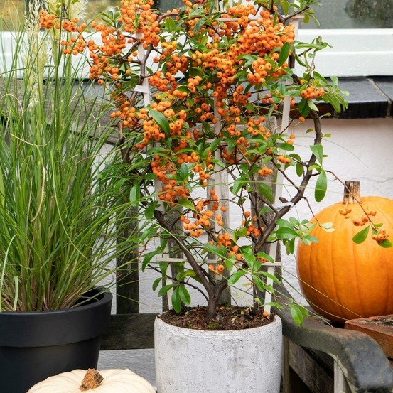 Pyracantha coccinea sunny star - lot de 2
