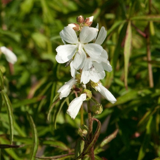 Sidalcea candida godet de 8/9 cm