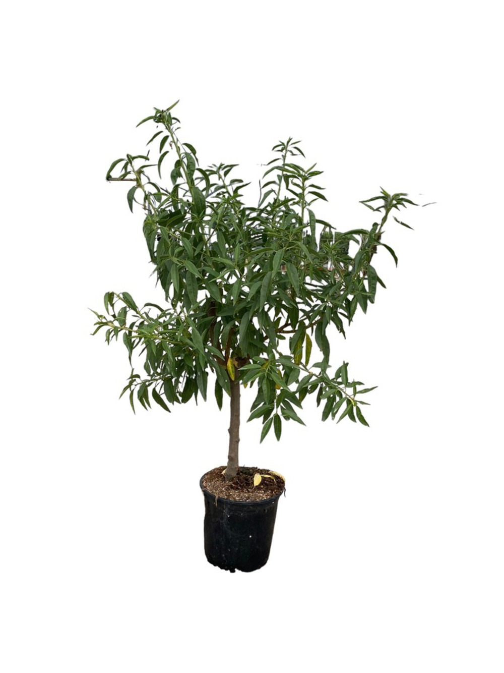 Pêcher nain 80/100 cm