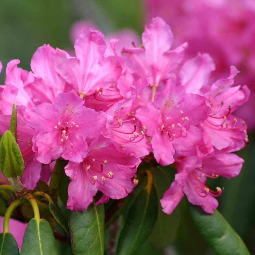 Rhododendron ponticum pot de 3l/4l