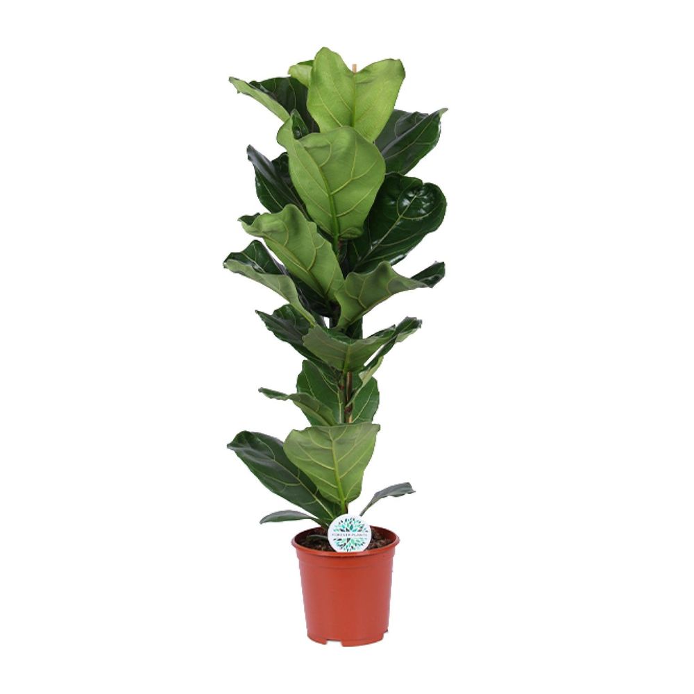 Ficus lyrata - ø21cm - ↕90cm - plantes d'intérieur