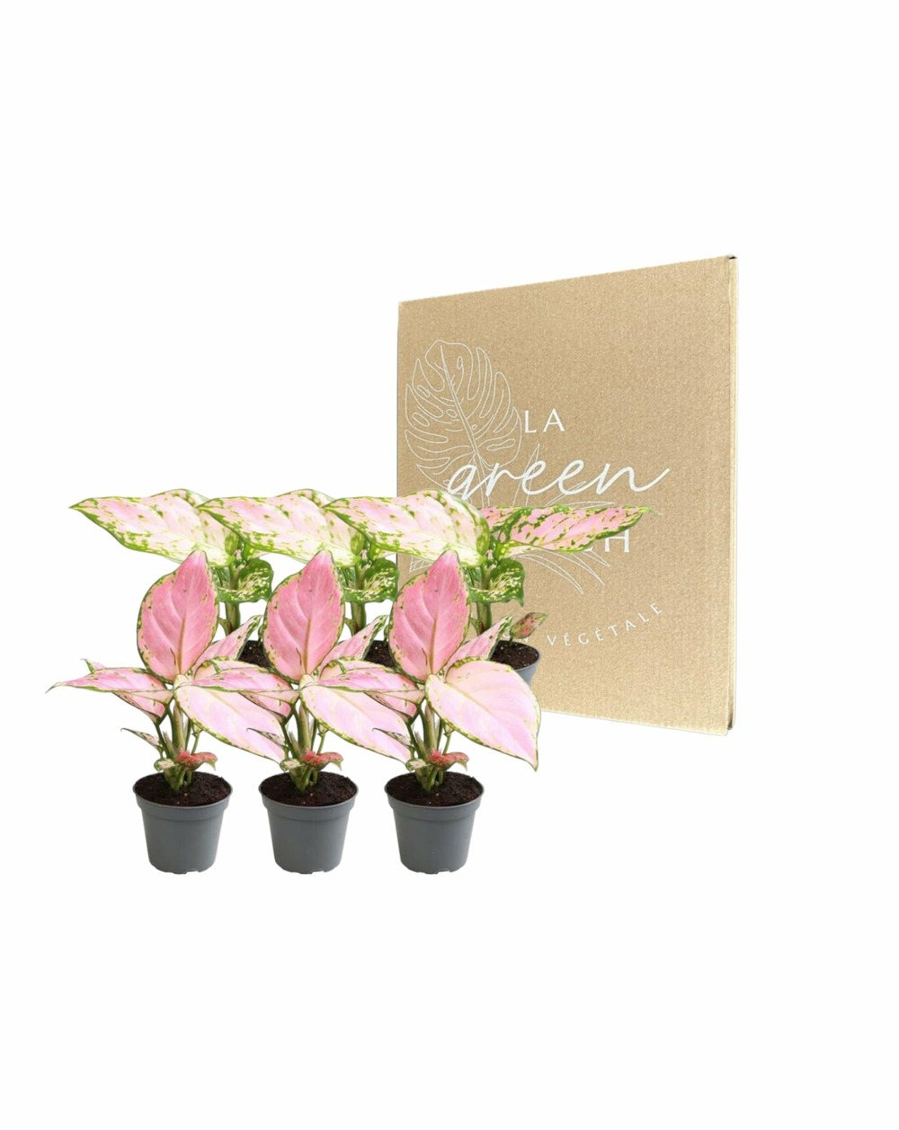 Coffret aglaonema - lot de - h12 cm