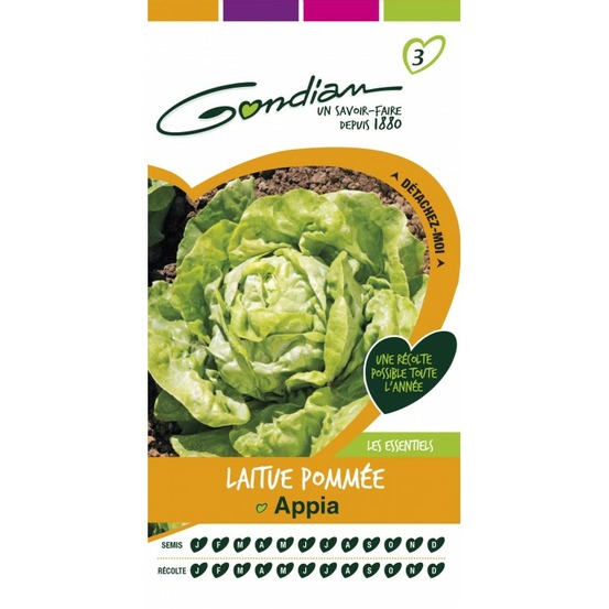 Laitue pommée appia