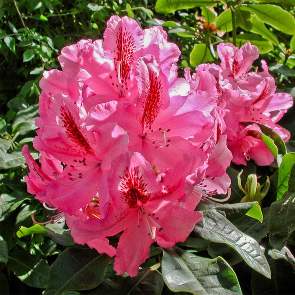 Rhododendron 'inkarho furnivall's daughter.' pot de 3l/4l