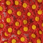 Têtes de marguerite artificielles rouge x 36 en sachet d 3 cm - couleur: rouge