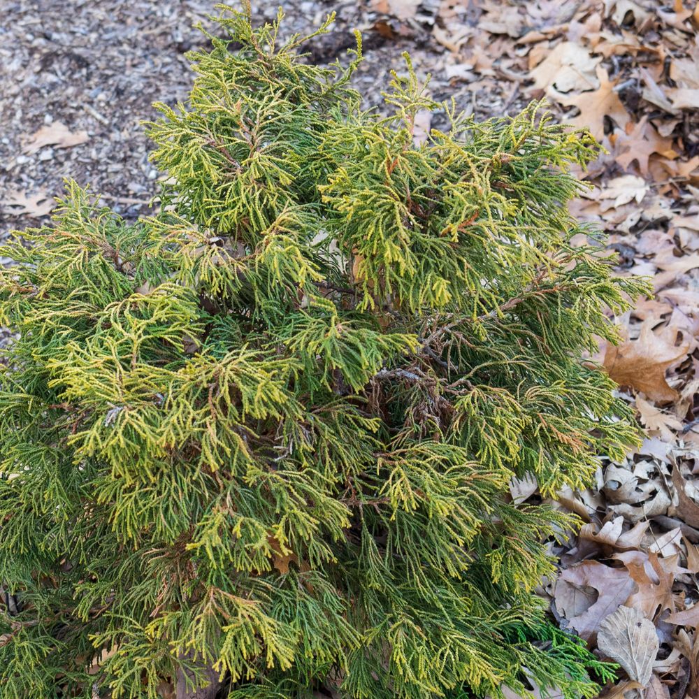 Cyprès hinoki du japon 'tsatsumi gold' pot de 2l/3l