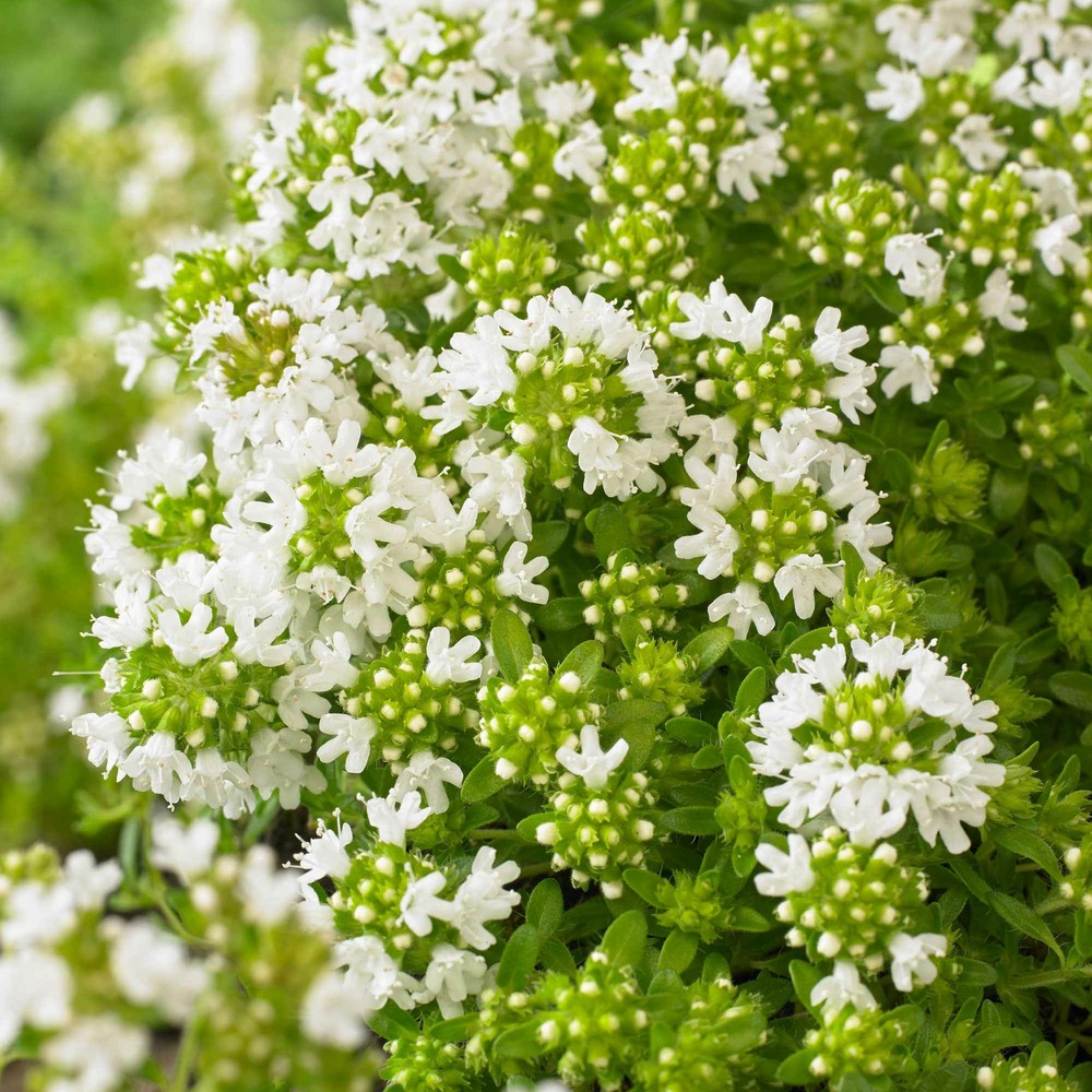 Thym précoce à fleurs blanches - le pot / ø 9cm, vendu par lot de 4