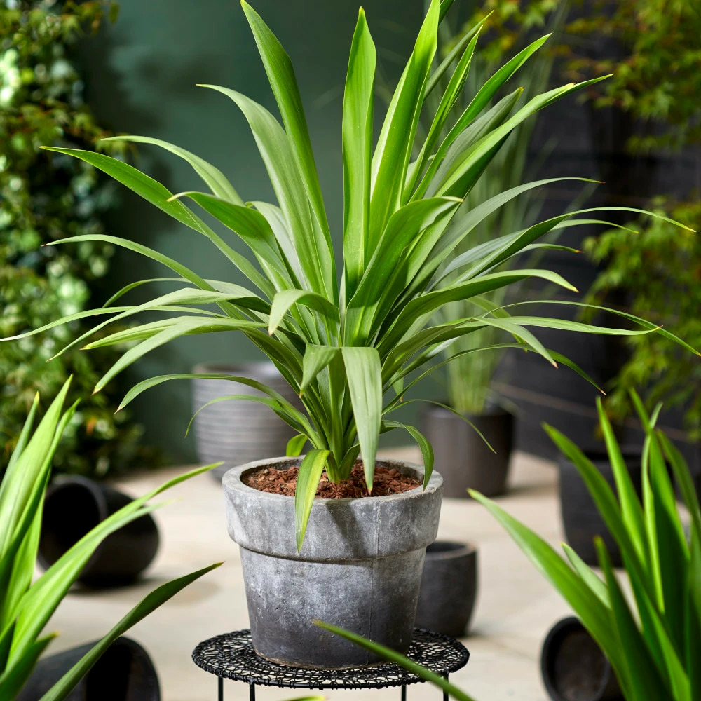 Cordyline emerald star® 'broadsword' pot de 4l - 40/60 cm