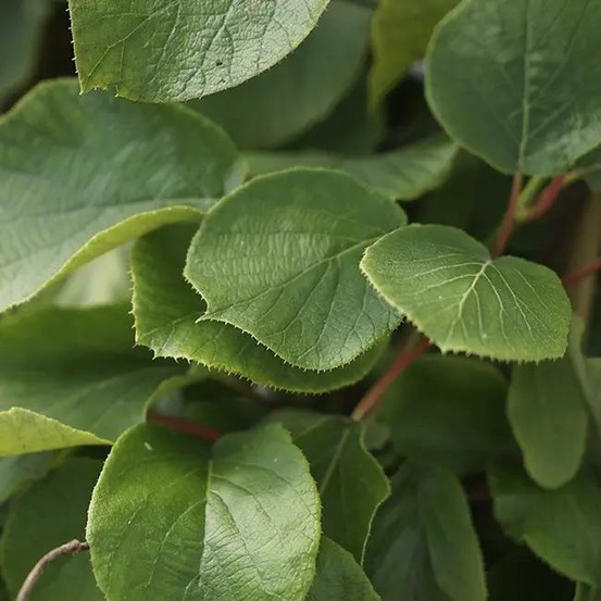 Kiwi mâle 'golden delight' - actinidia chinensis 3l - 60/90cm