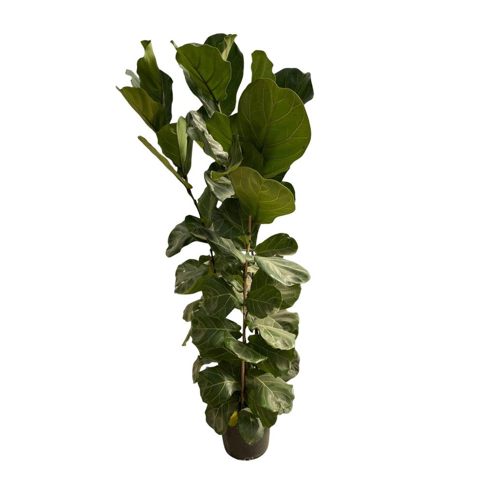 Ficus lyrata - plantes d'intérieur