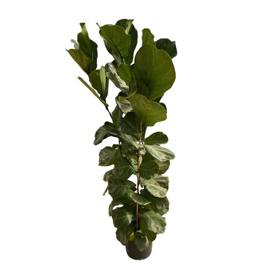 Ficus lyrata - plantes d'intérieur