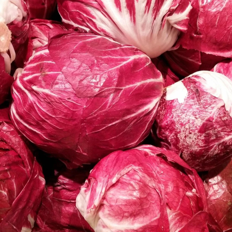 Plants de chou rouge romanov hf1 barquette de 6 mottes