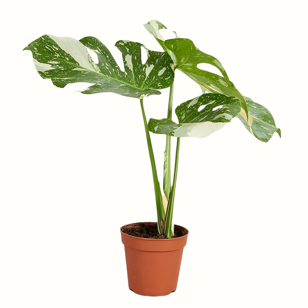 Monstera thai constellation - 50cm