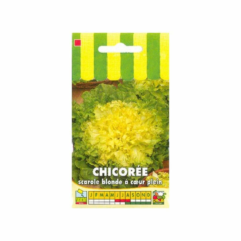 ChicorÃ©e scarole blonde Ã  coeur plein