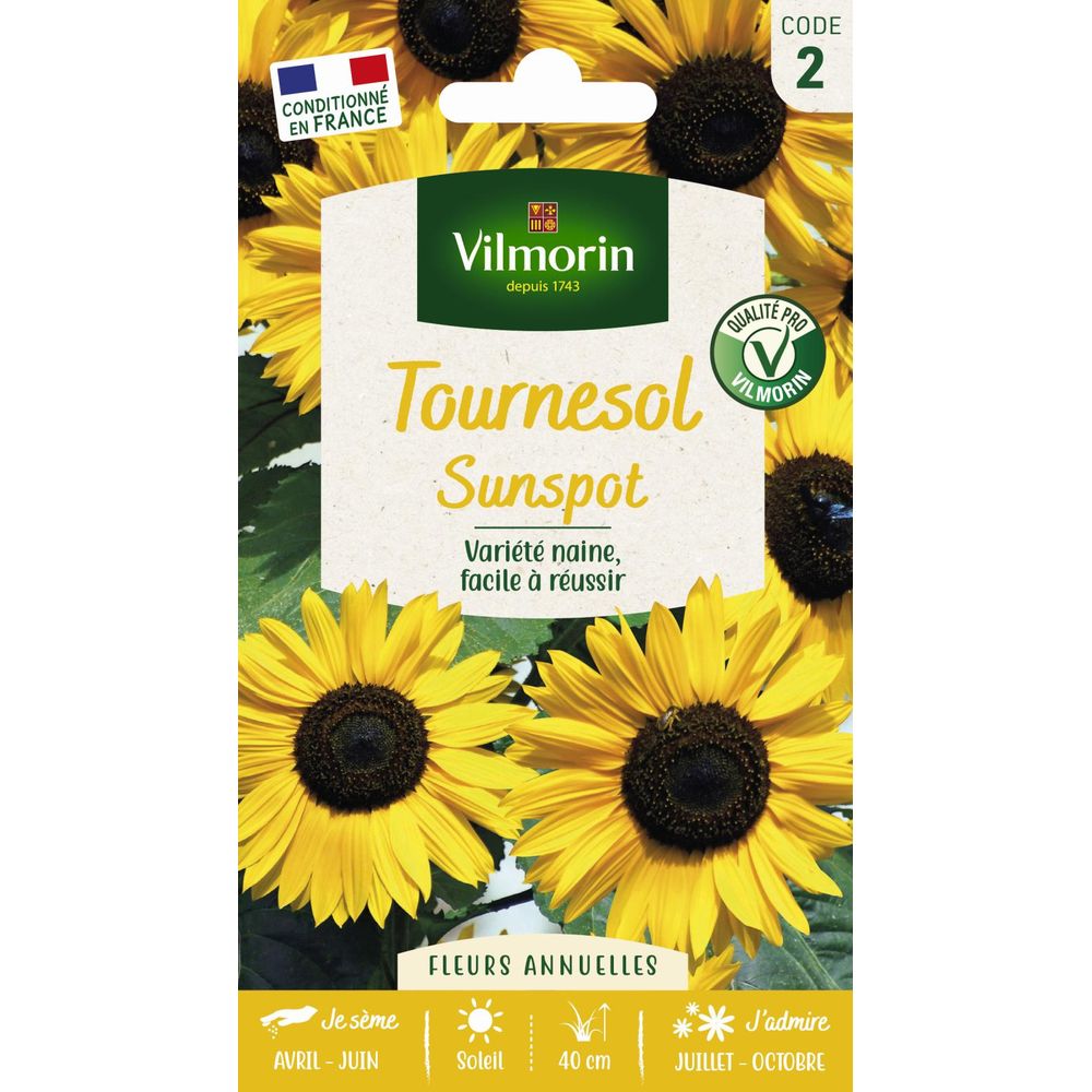 Tournesol nain sunspot