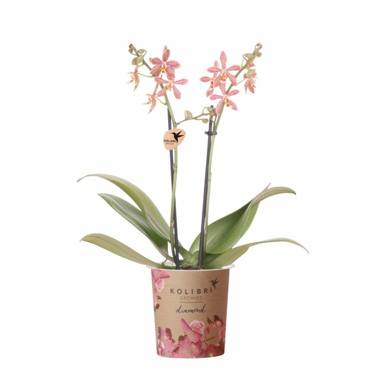 Orchidée araignée orange en pot - plante d'intérieur fleurie 35cm - plante d'intérieur