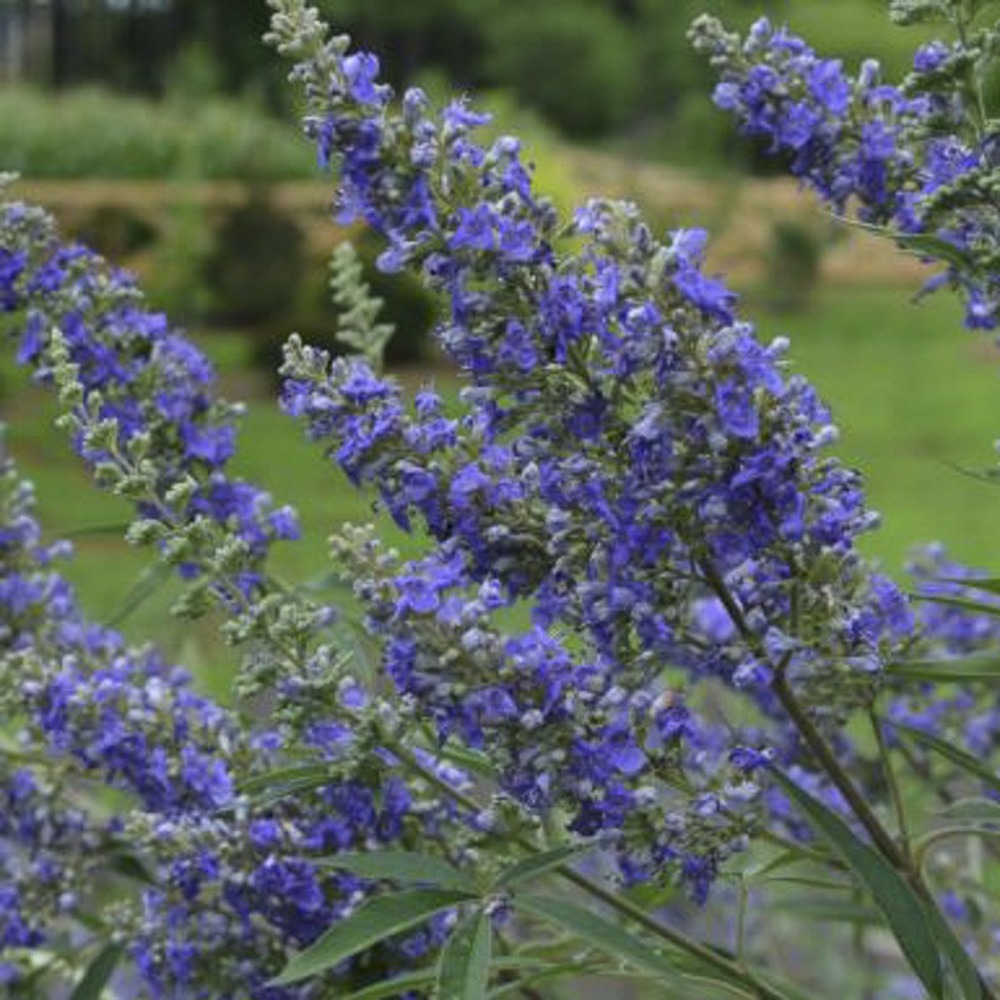 Gattilier, poivre de moine 'delta blues' pot de 3l/4l