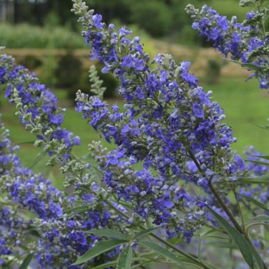 Gattilier, poivre de moine 'delta blues' pot de 3l/4l