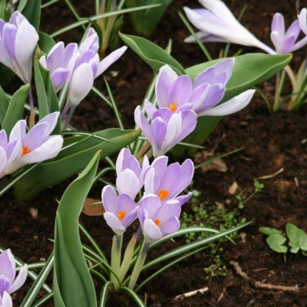 Crocus mamouth 'vanguard' bulbe calibre 8+ (par 30)
