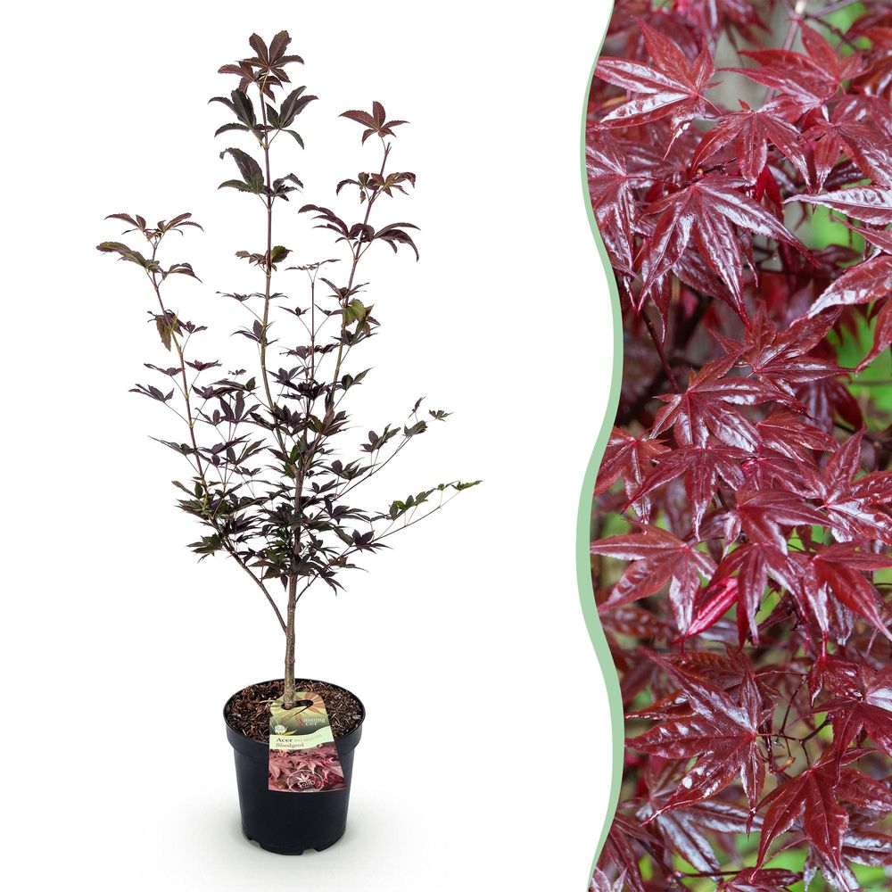 Érable du japon 'bloodgood' - pot 26 cm - hauteur 90 cm - plante d'extérieur