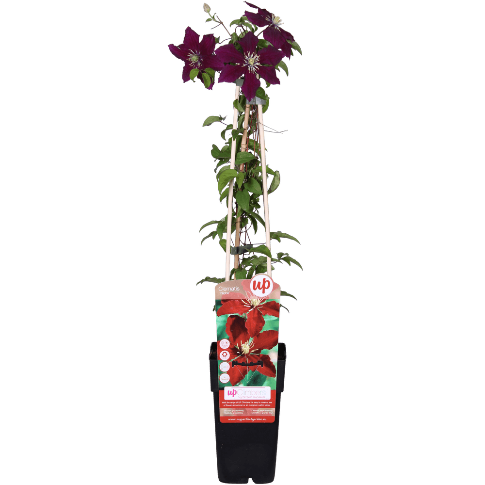 Clematis niobe - h65 cm - ø15 cm - plante d'extérieur