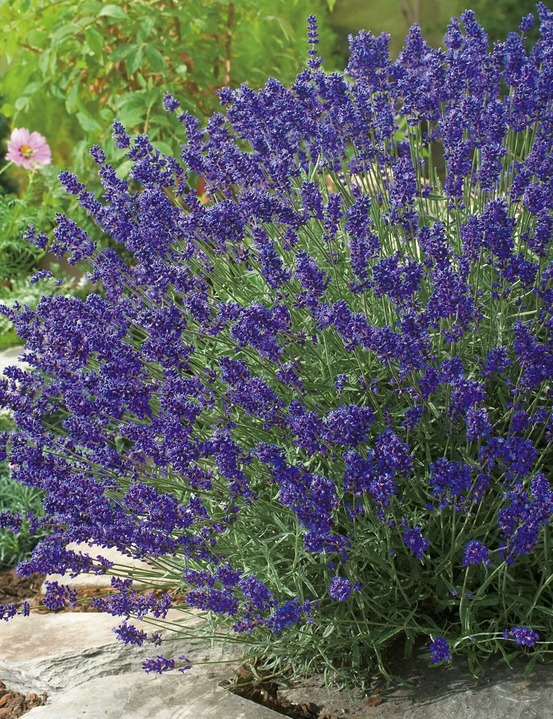 Lavande munstead plante vivace - 3 godets