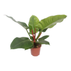 Plante d'intérieur - philodendron imperial green 60.0cm