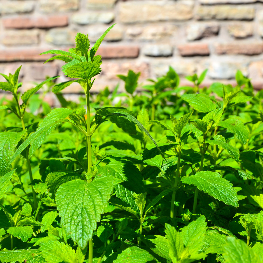 Lot de 3 - melissa officinalis - mélisse - plantes de jardin - h. 10-20 cm - p. 9x9 cm