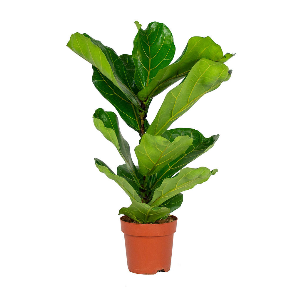 Ficus lyrata - figuier lyre - plante d’intérieur - dépolluante - 50-60 cm de haut - pot 17 cm