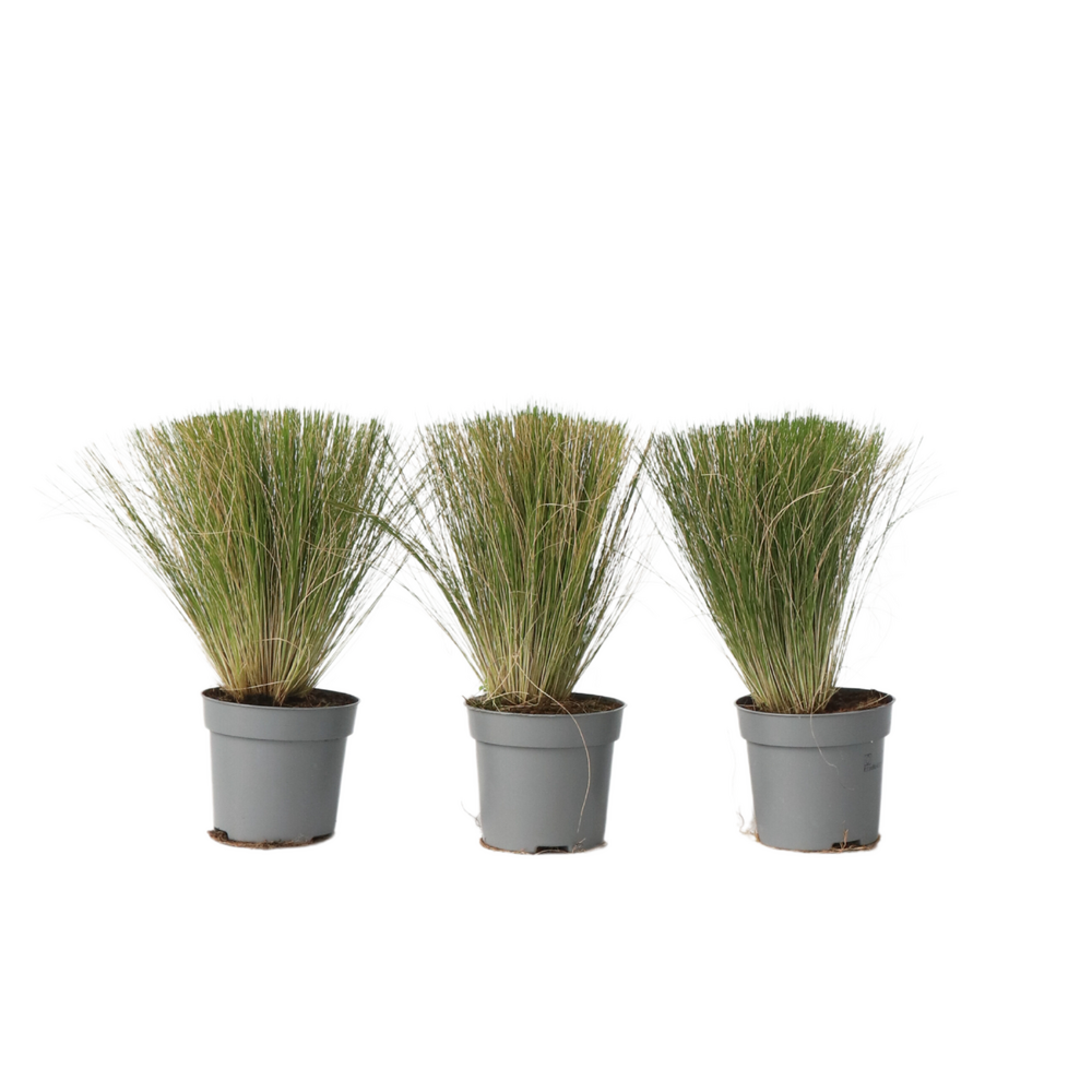 Herbe aux plumes - set de 3 - stipa tenuifolia 'pony tails' - h20-30cm - ⌀9cm