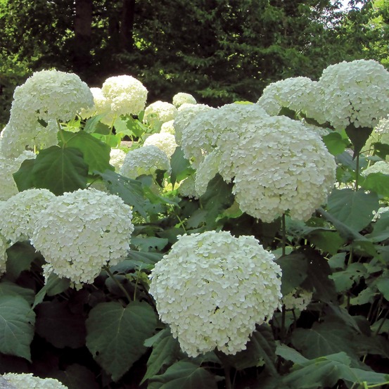 Hortensia de virginie 'incrediball'® pot de 7,5l/10l